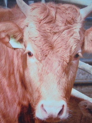 head of cow