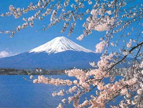 mt fuji cherry blossoms